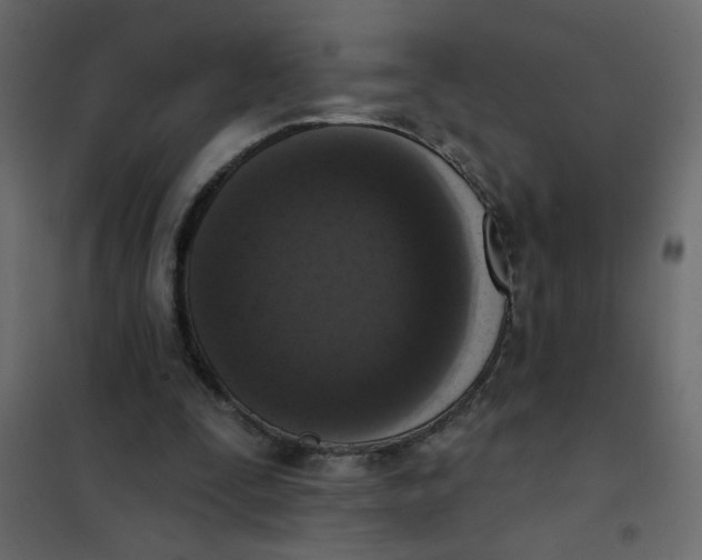 X0000102000295200808081707