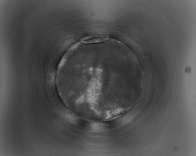 X0000102000336200808081706