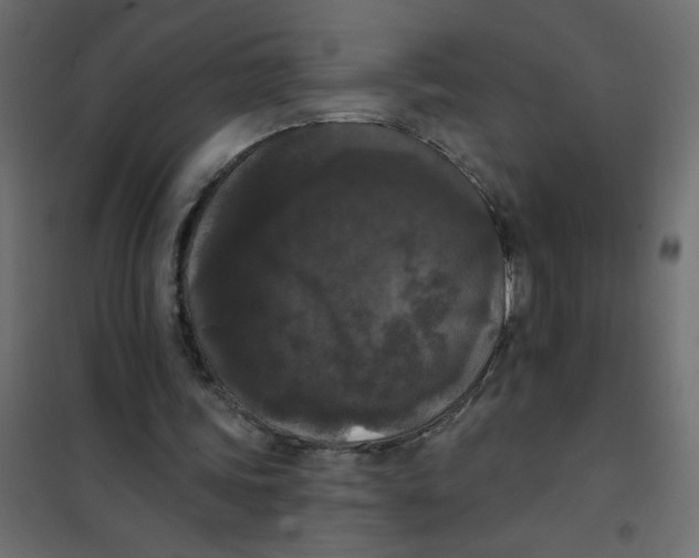 X0000102000339200808081705