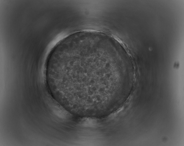 X0000102000343200808081705