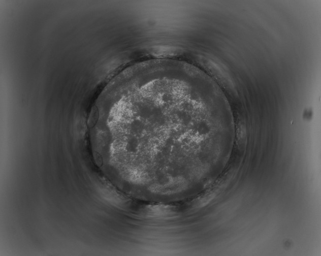 X0000102000367200808081706