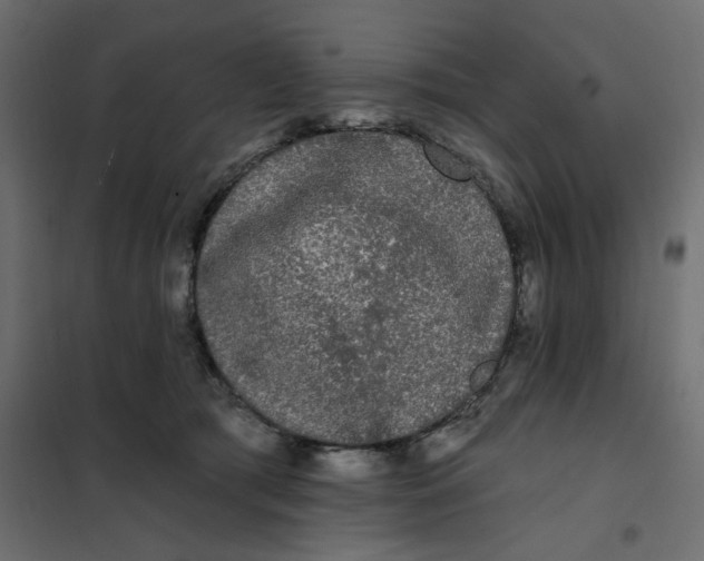 X0000102000417200808081705