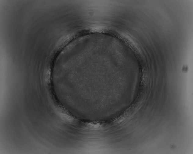 X0000102000502200808081703