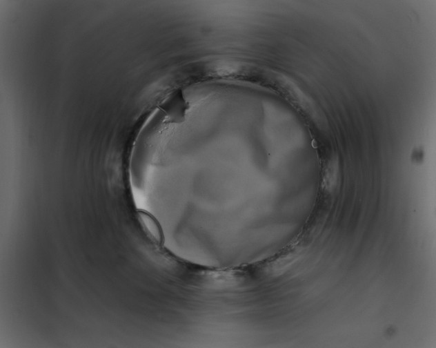 X0000102000524200808081703