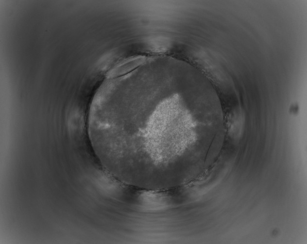 X0000102000568200808081703