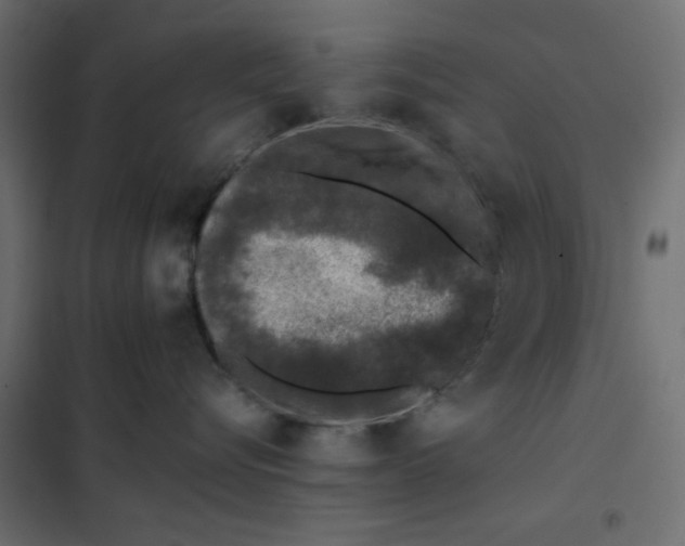 X0000102000576200808081703