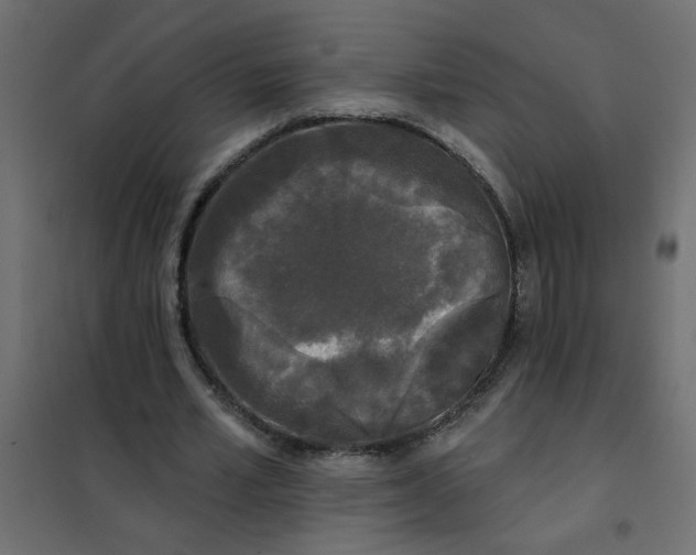 X0000102000581200808081702