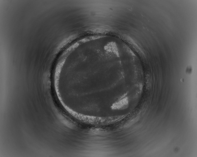 X0000102000634200808081701