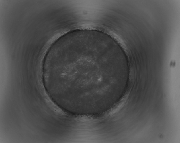 X0000102000673200808081701