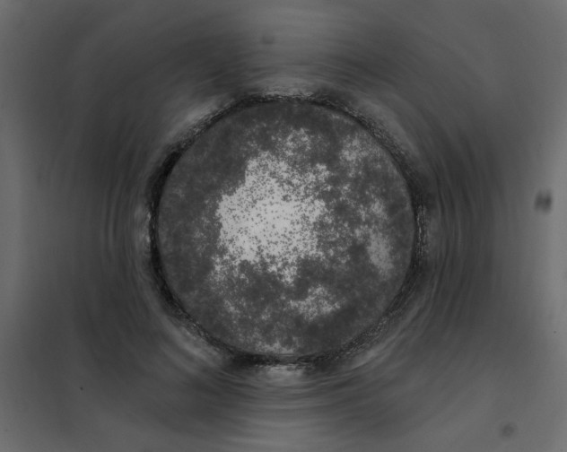 X0000102000692200808081700