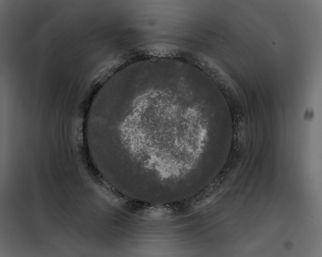 X0000102000696200808081700