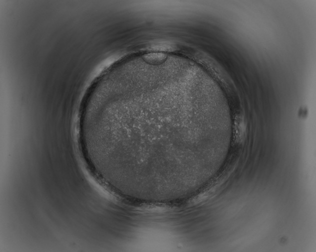 X0000102000726200808081659