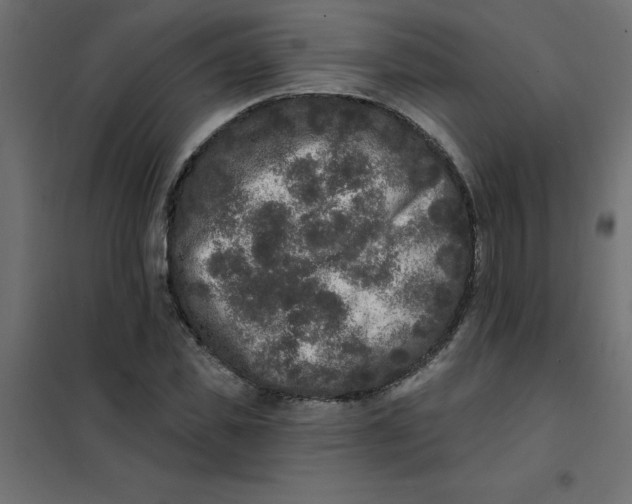 X0000102000925200808081656