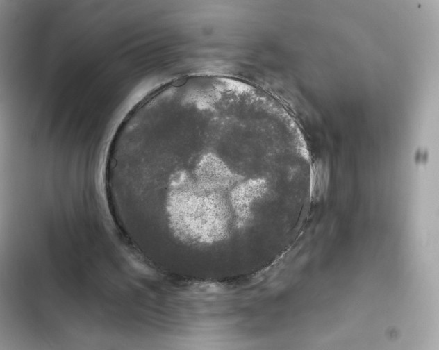 X0000102000195200808151455