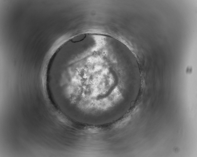 X0000102000199200808151455