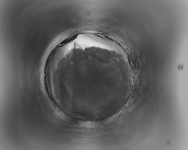 X0000102000293200808151454