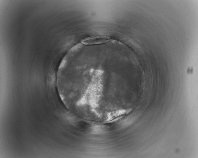 X0000102000336200808151453