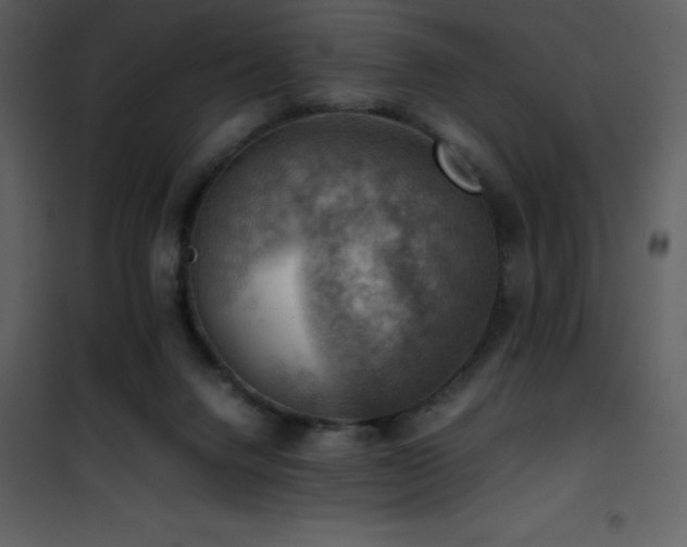 X0000102010072200807181238