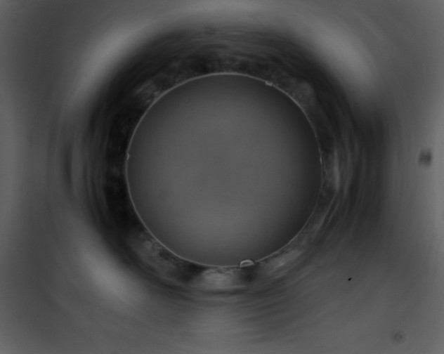X0000102010526200807181231