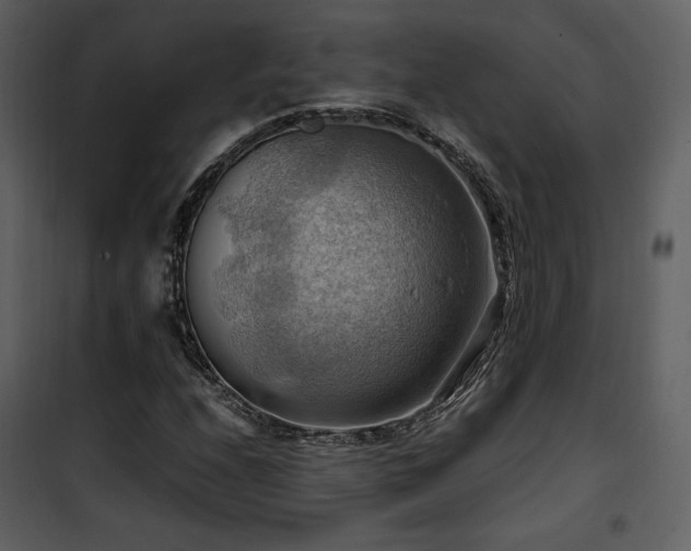 X0000102011208200807181220