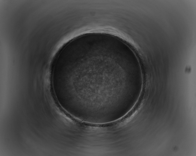 X0000102011506200807181216
