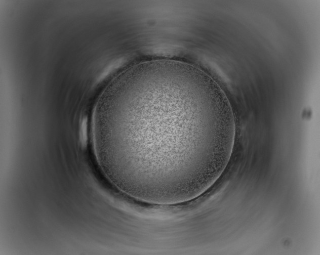 X0000102010020200807251319
