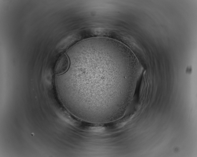 X0000102010266200807251315