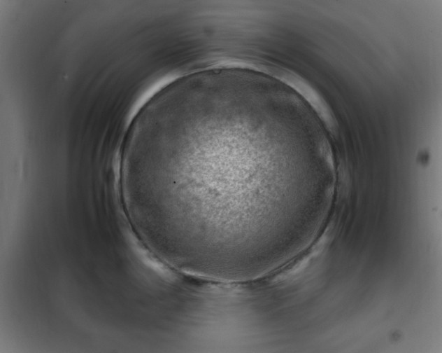 X0000102011198200807251301