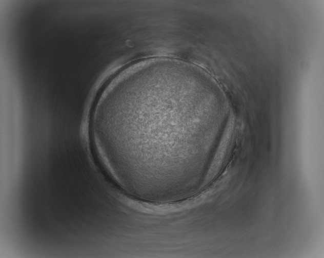 X0000102010006200808011152