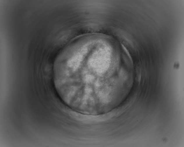 X0000102010034200808081735