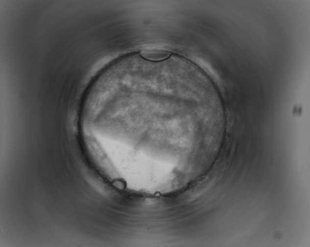 X0000102010060200808081734