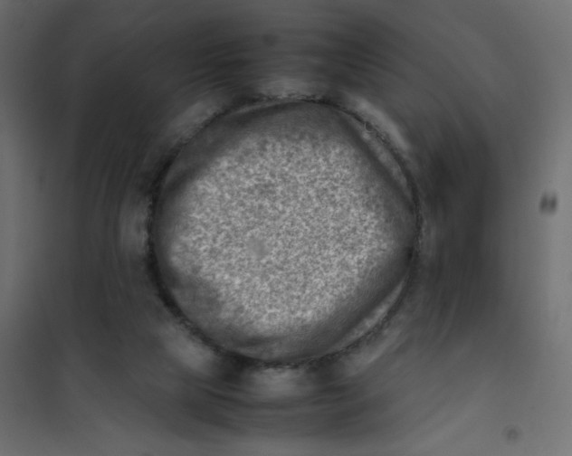 X0000102010065200808081734