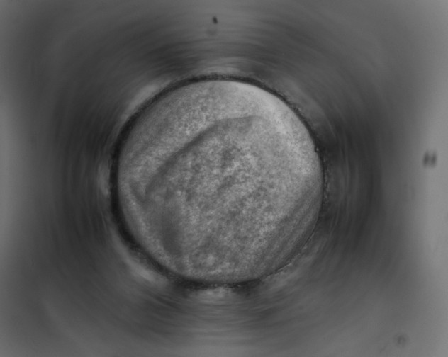 X0000102010112200808081734