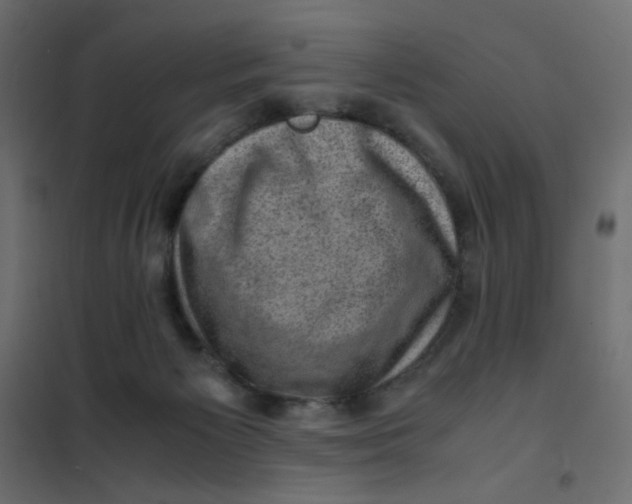 X0000102010125200808081733