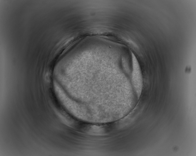 X0000102010166200808081733