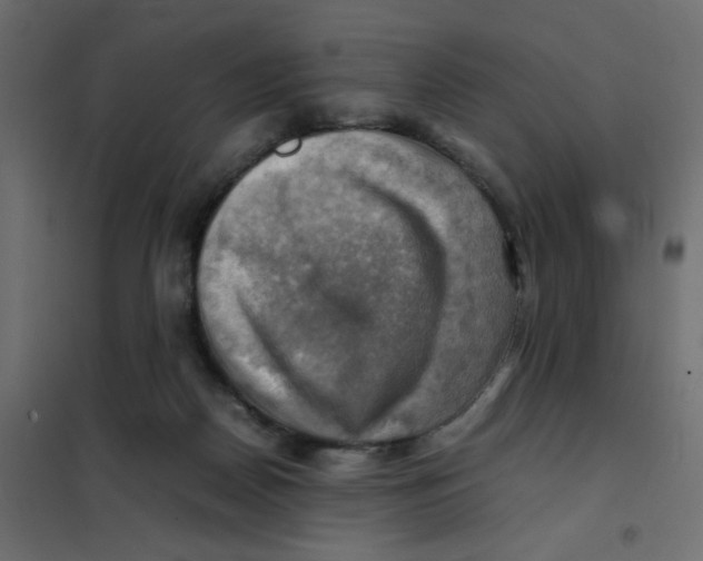 X0000102010170200808081733