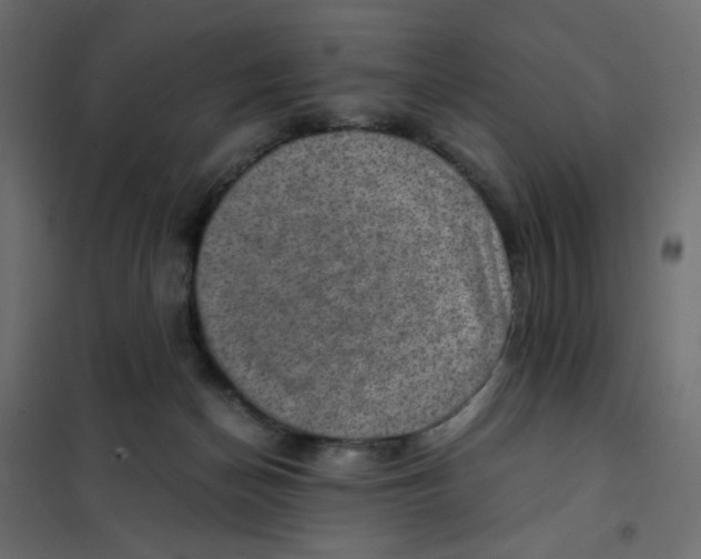 X0000102010174200808081733