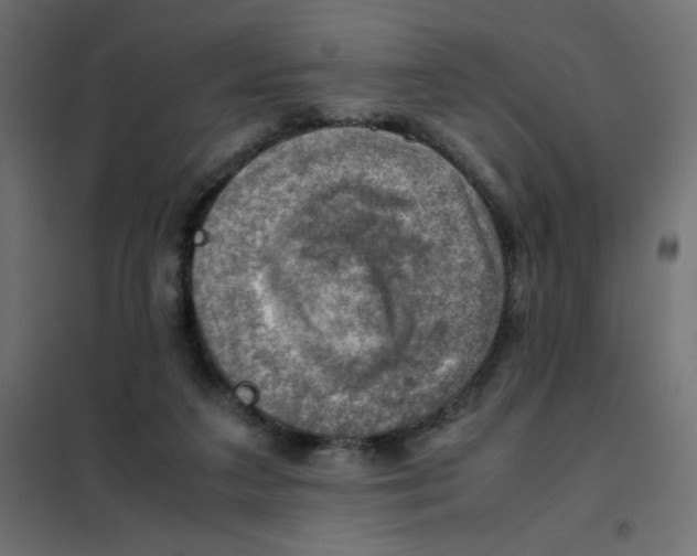 X0000102010211200808081732