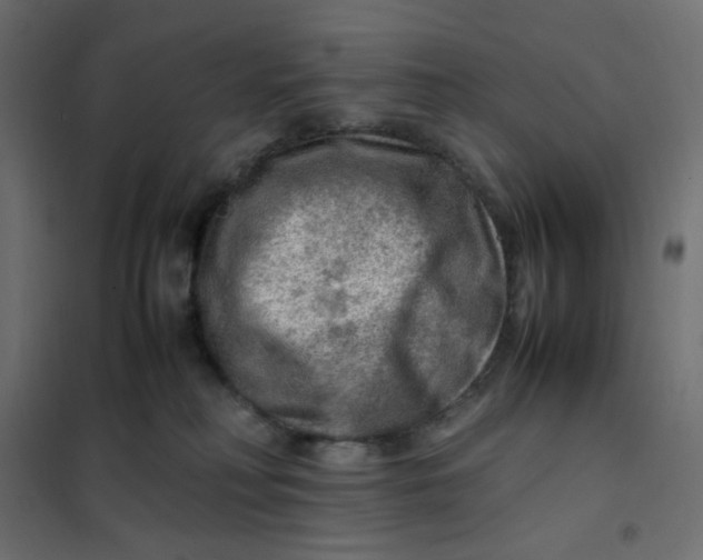 X0000102010230200808081732