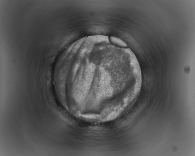 X0000102010259200808081731