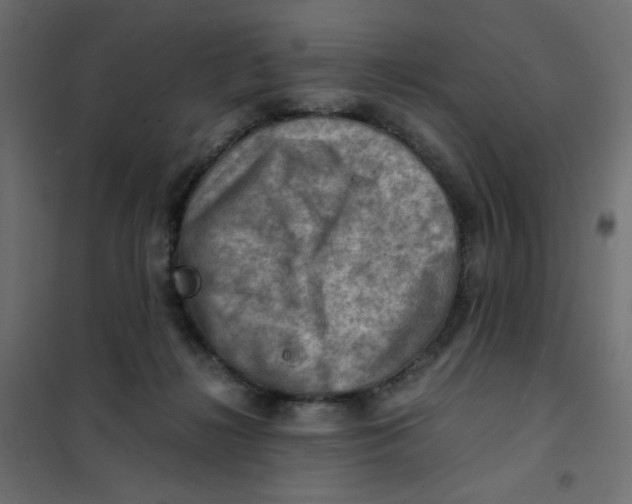 X0000102010268200808081731