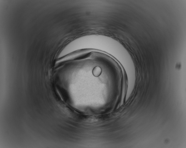 X0000102010276200808081731