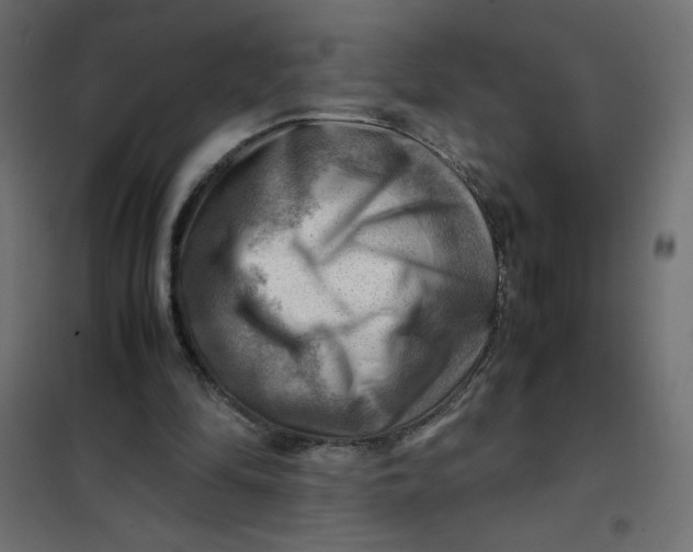 X0000102010294200808081731