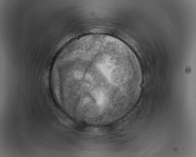 X0000102010297200808081731