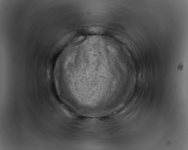 X0000102010424200808081729