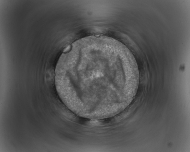 X0000102010425200808081729