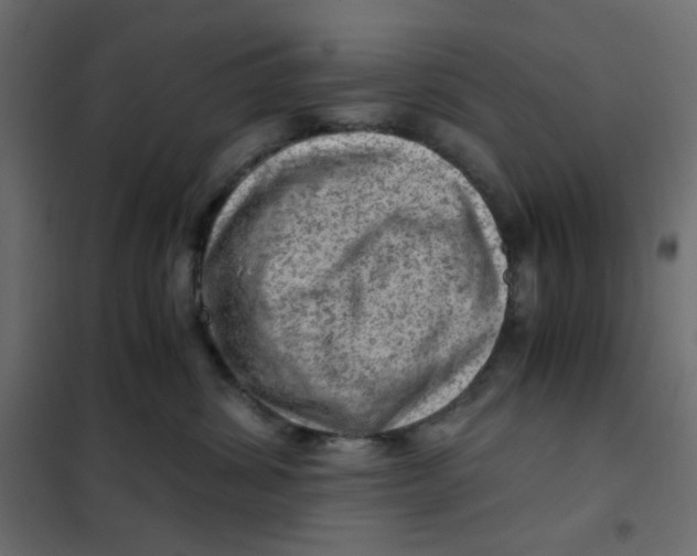 X0000102010428200808081729