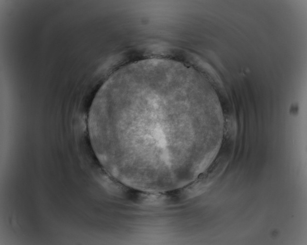 X0000102010621200808081726