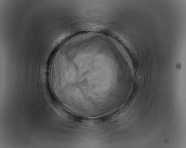 X0000102010679200808081725