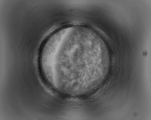 X0000102010730200808081724